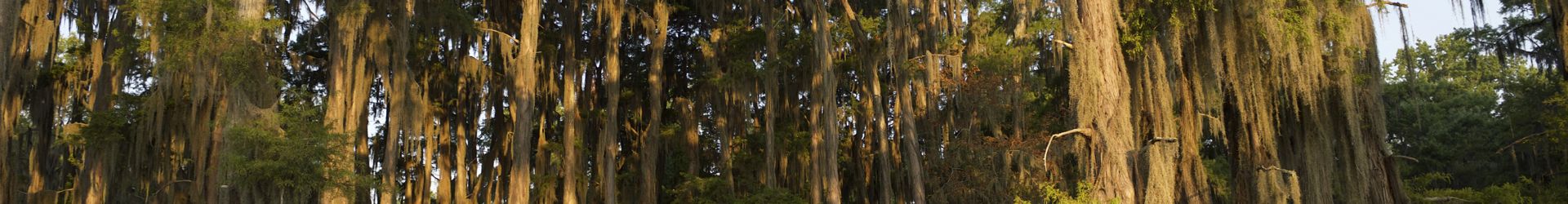 Bayou1